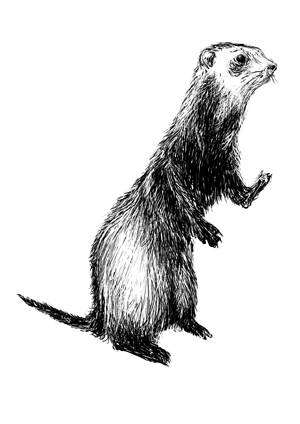 Image illustration 11.jpg